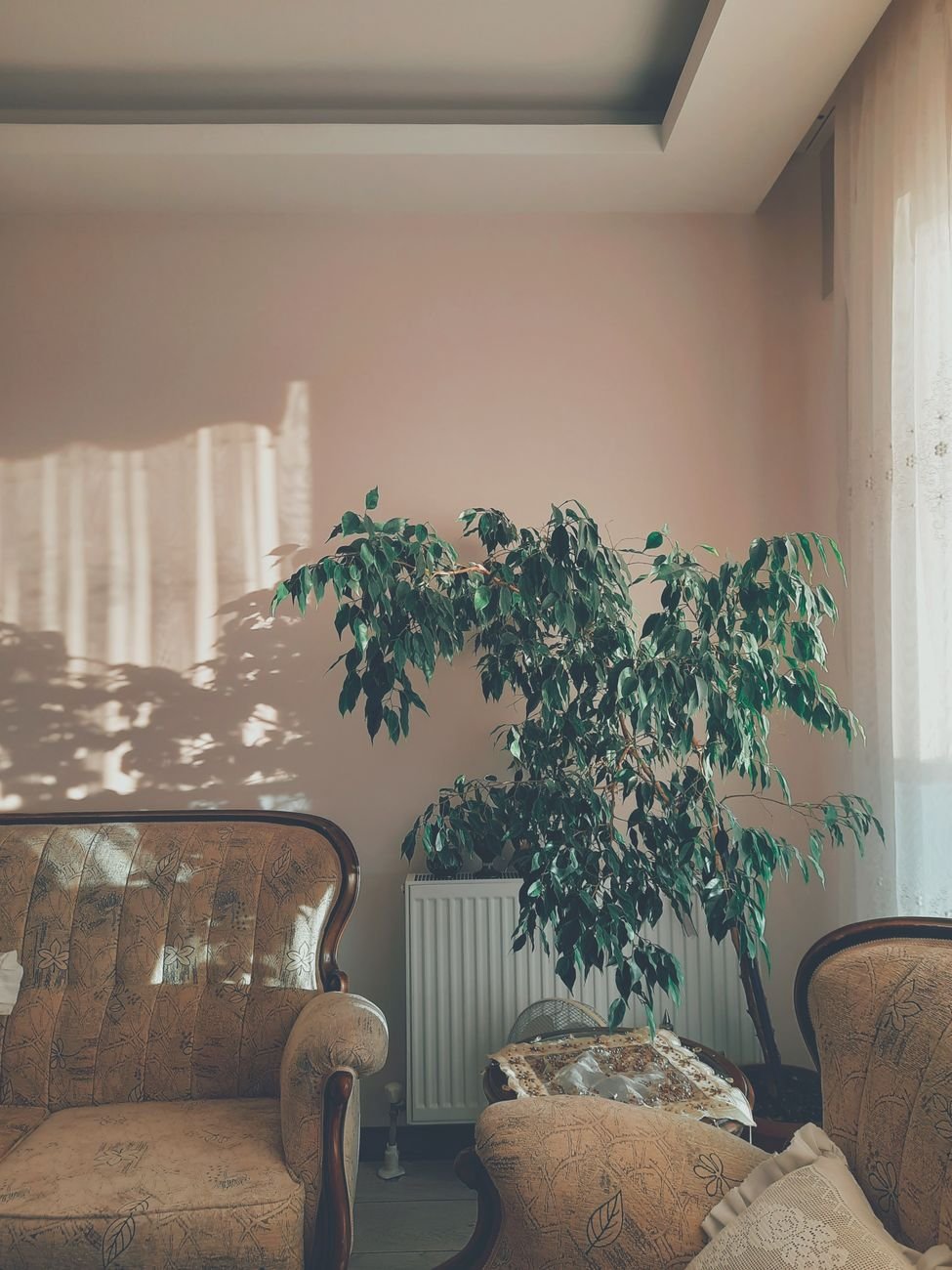 Sunlit room with lush plants — warm, inviting atmosphere